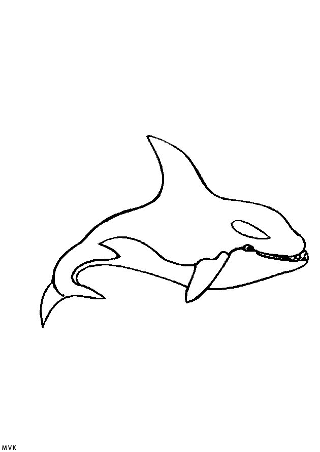 sea animal003